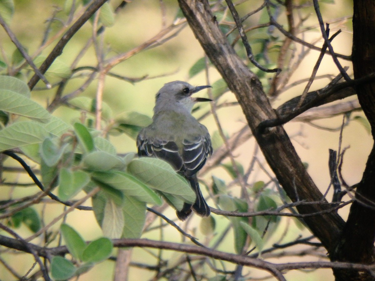 Tropical Kingbird - ML640957461