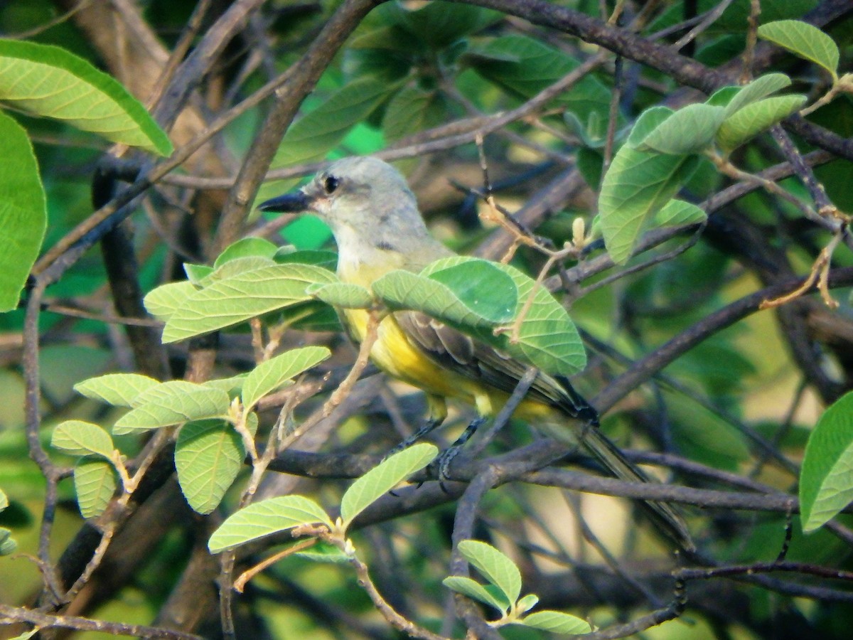 Tropical/Couch's Kingbird - ML640957463