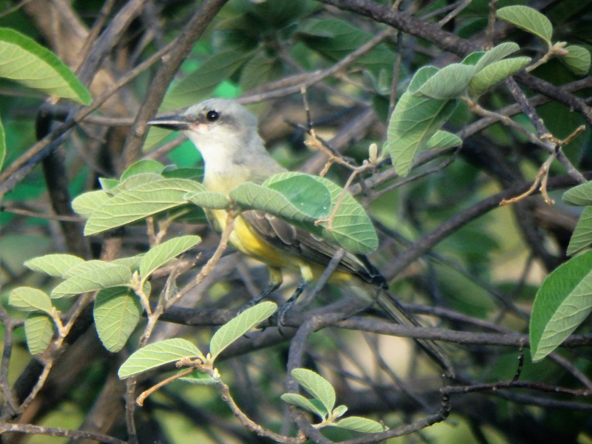 Tropical/Couch's Kingbird - ML640957464