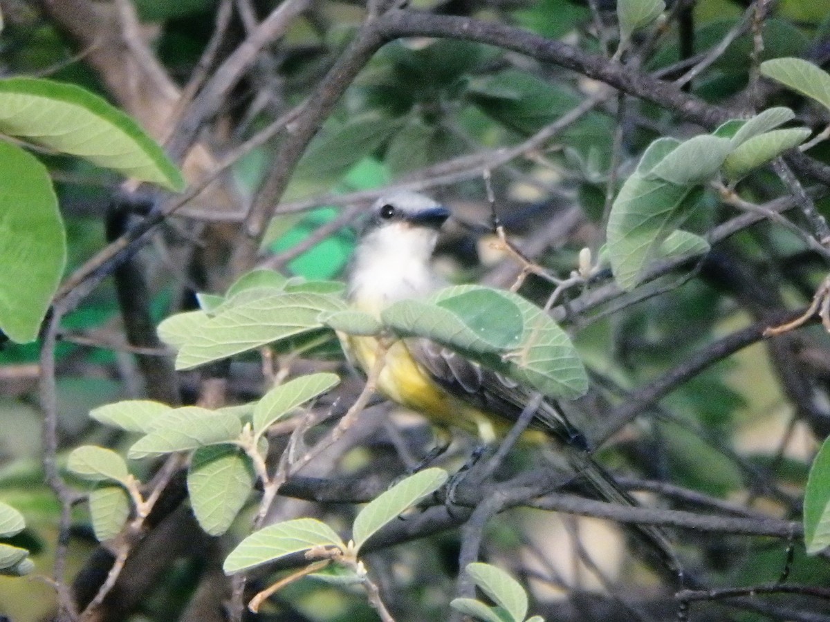 Tropical/Couch's Kingbird - ML640957465