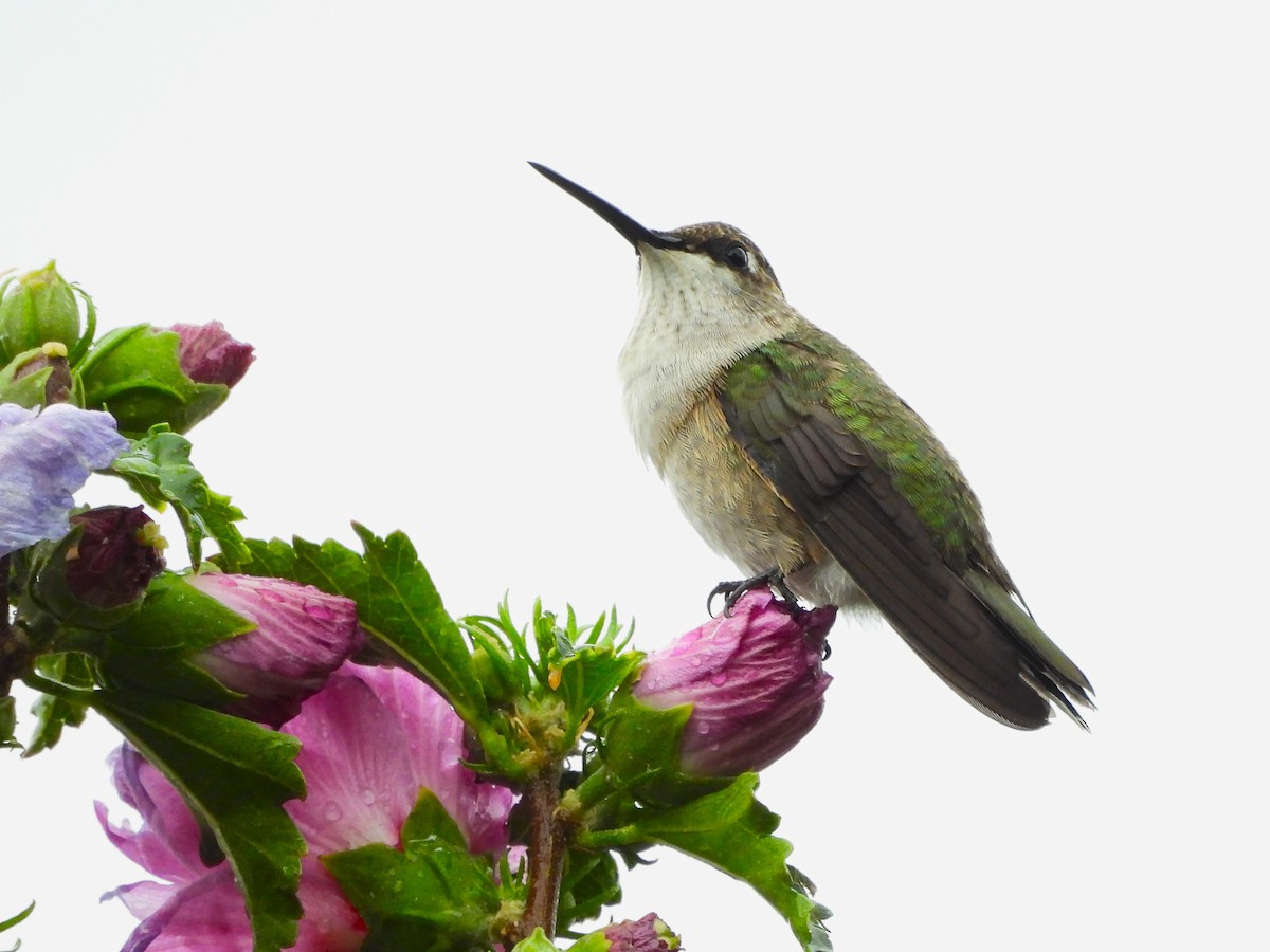 Black-chinned Hummingbird - ML640957467