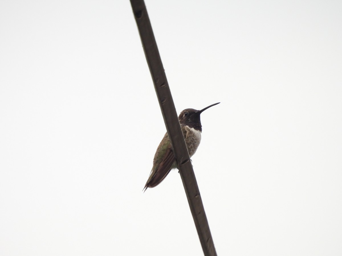 Black-chinned Hummingbird - ML640957468
