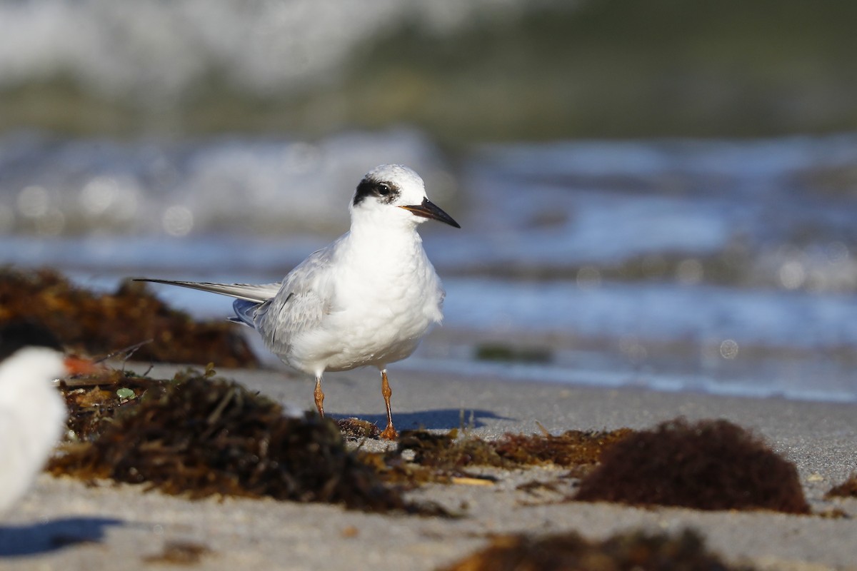 Forster's Tern - ML640957471