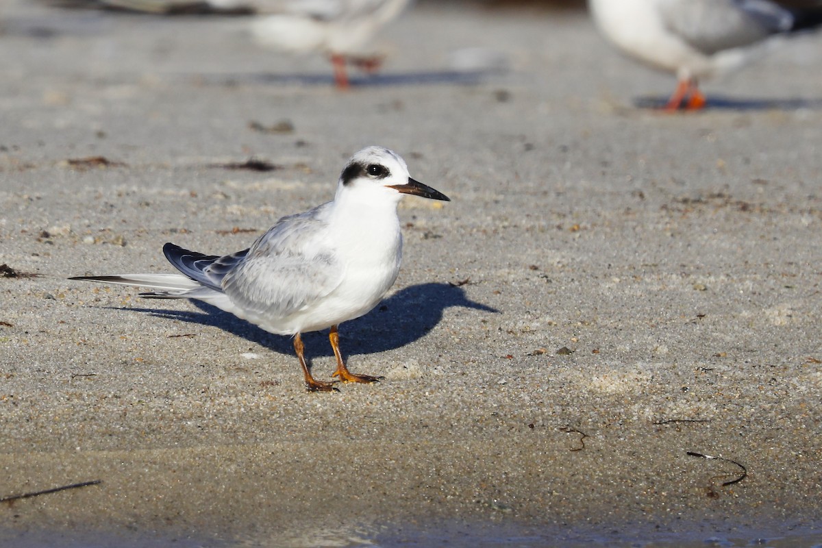 Forster's Tern - ML640957472