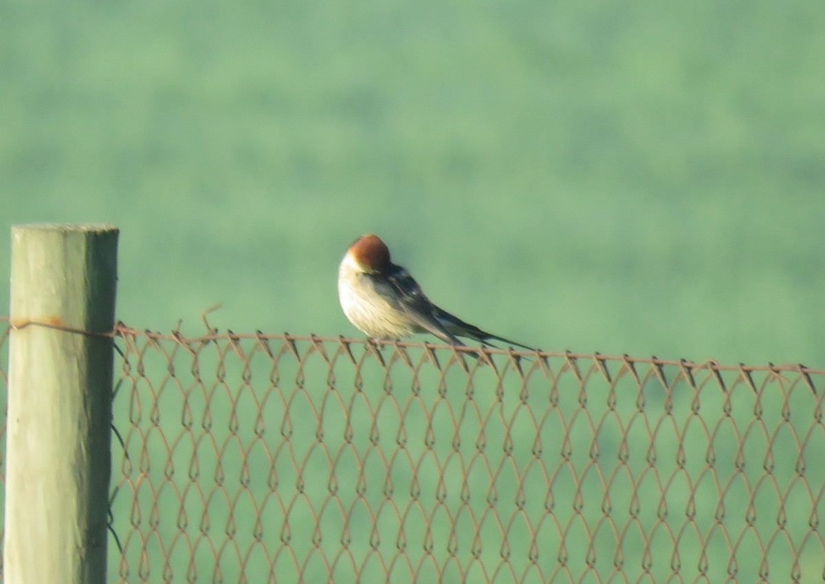 Greater Striped Swallow - ML640957473