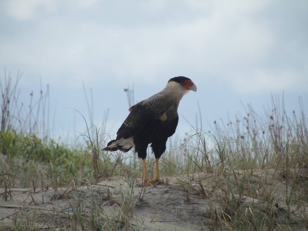 Crested Caracara - ML640957475