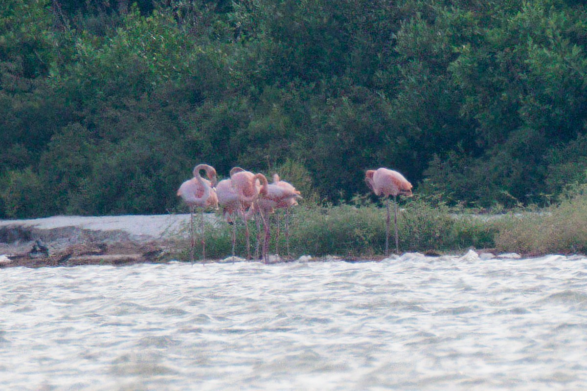 American Flamingo - ML640957488