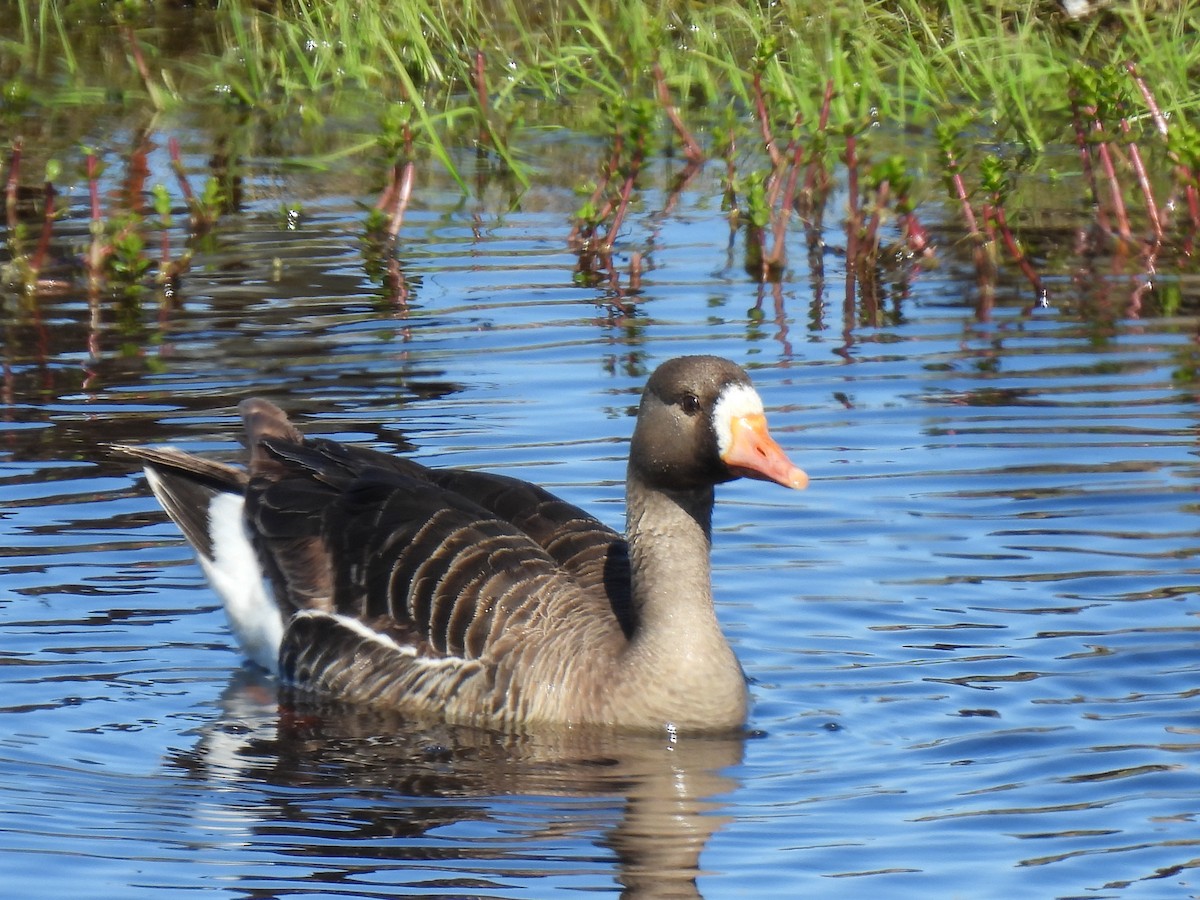 Greater White-fronted Goose - ML640957506
