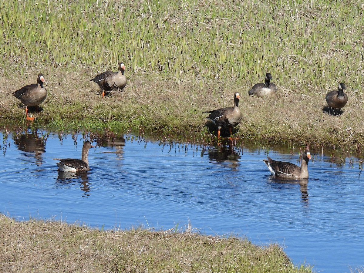 Greater White-fronted Goose - ML640957507