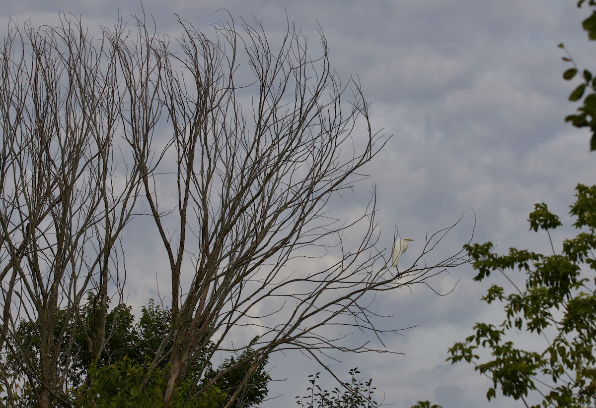 Great Egret - ML640957546