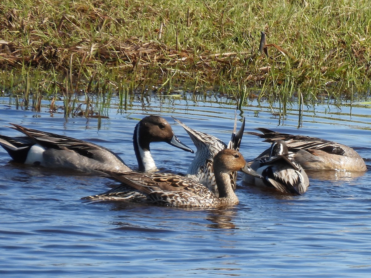 Northern Pintail - ML640957564