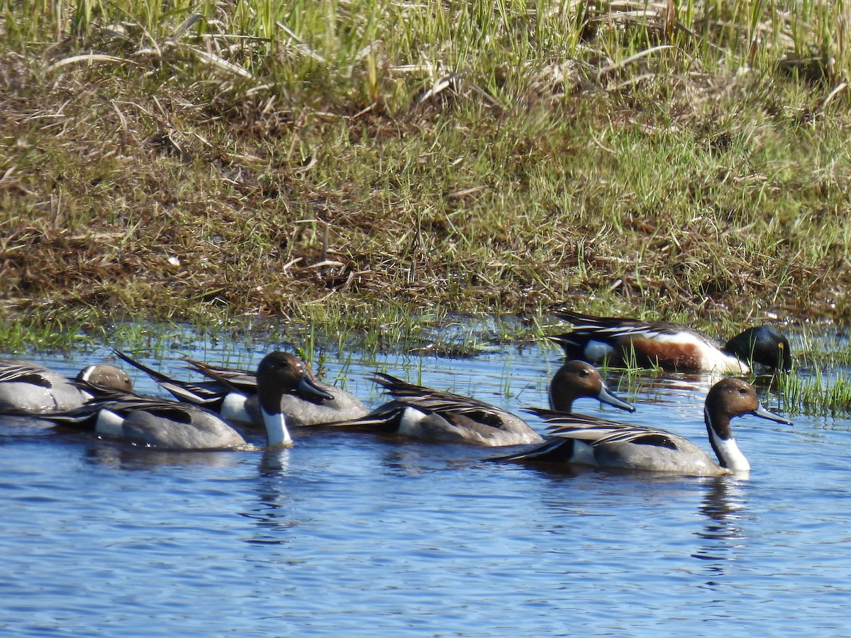 Northern Pintail - ML640957573