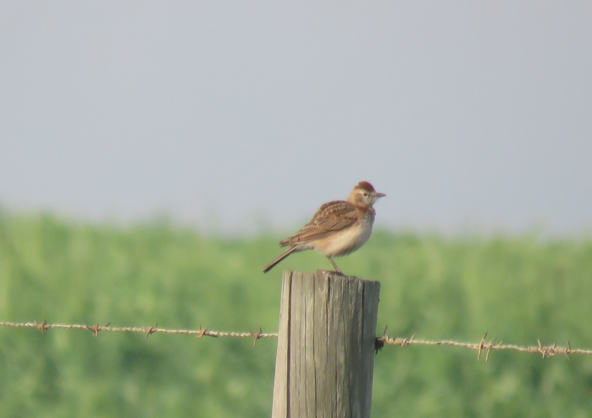 Red-capped Lark - ML640957579