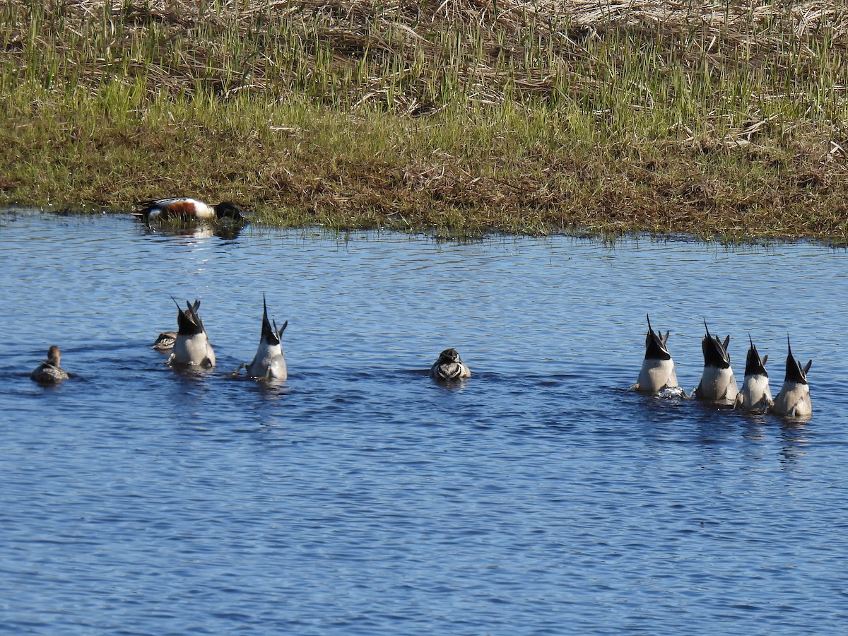 Northern Pintail - ML640957608