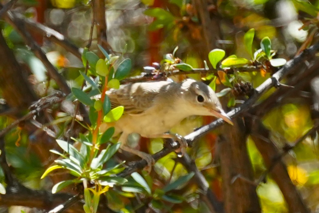 Upcher's Warbler - ML640957644