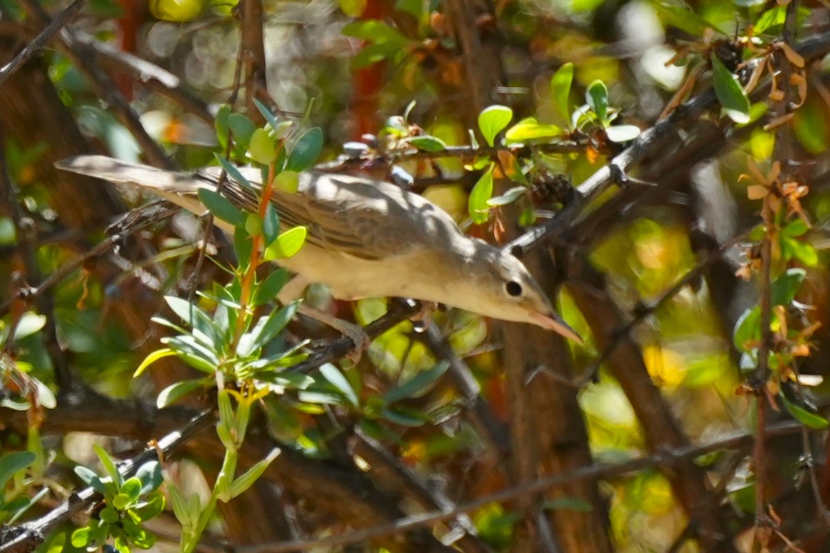 Upcher's Warbler - ML640957645