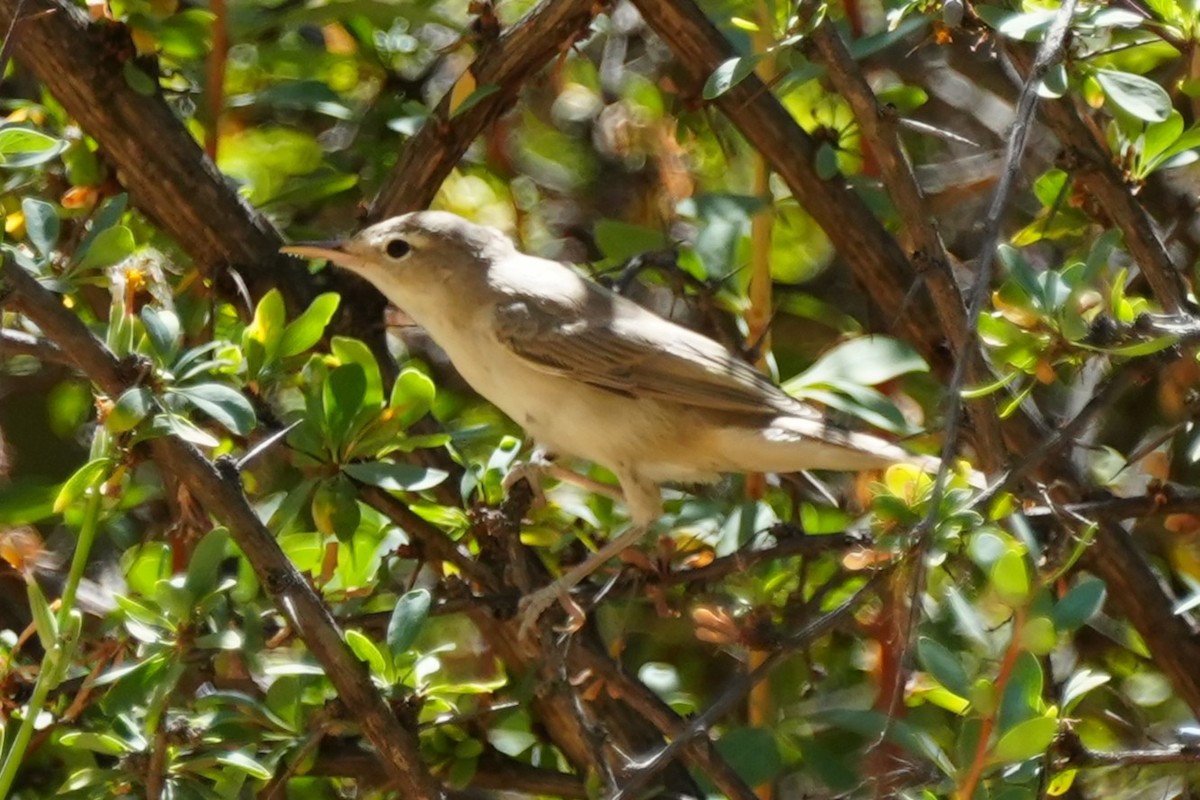 Upcher's Warbler - ML640957646