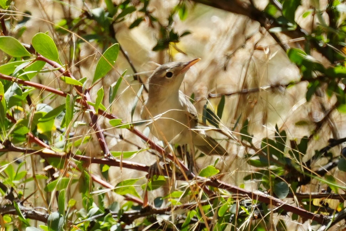 Upcher's Warbler - ML640957647