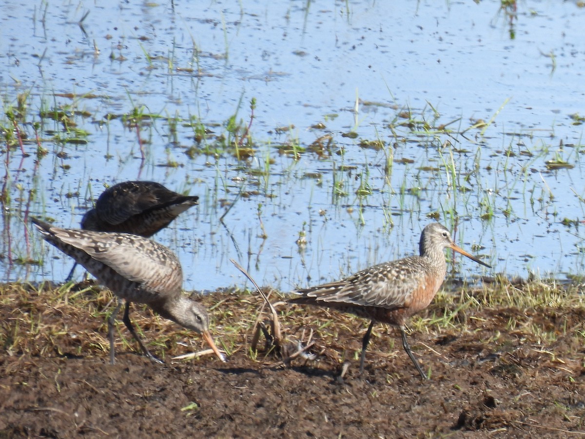 Hudsonian Godwit - ML640957661