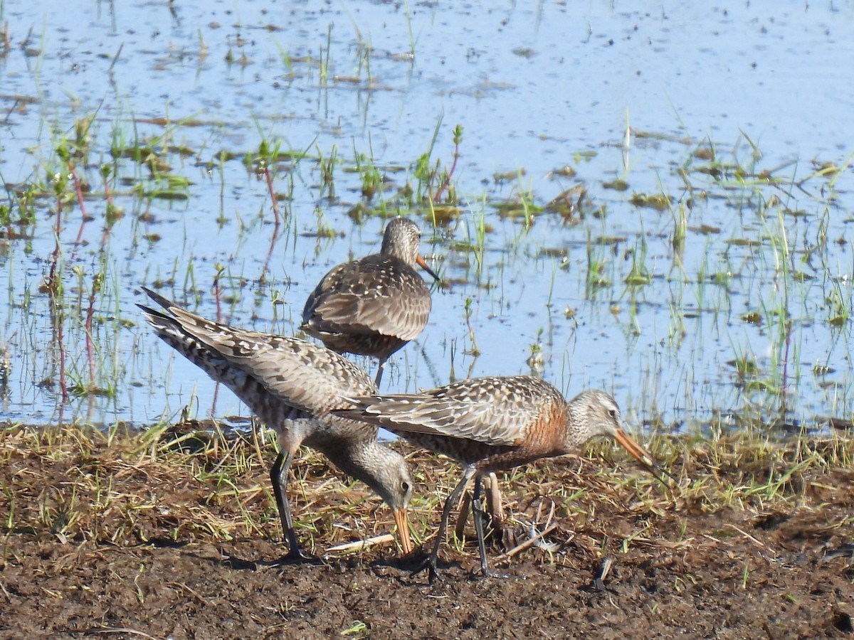 Hudsonian Godwit - ML640957662