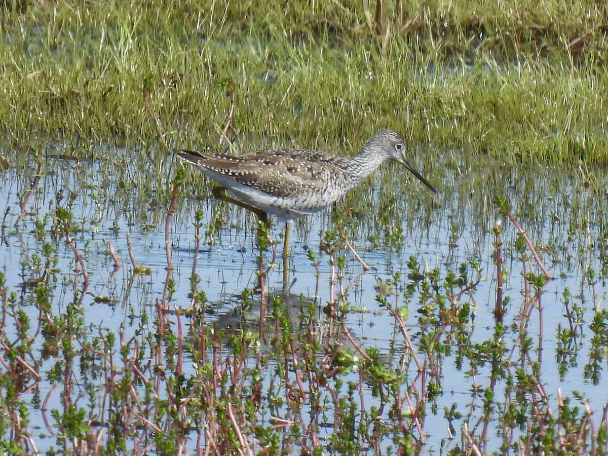 Greater Yellowlegs - ML640957683