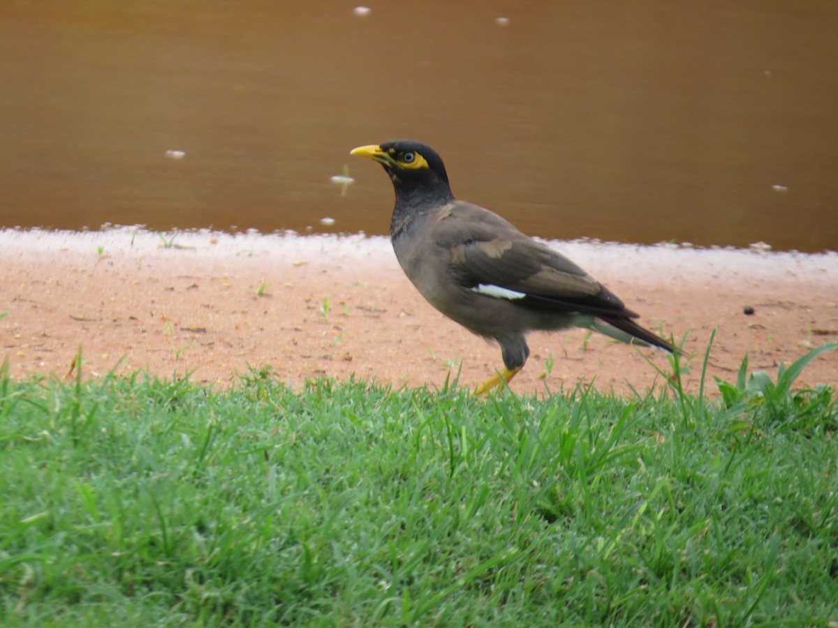 Тольт бор тодол - ML640957713