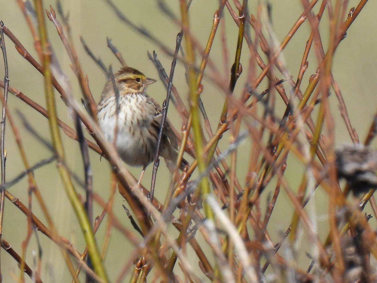 Savannah Sparrow - ML640957733
