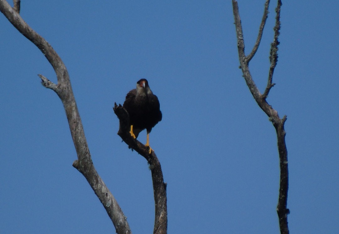 Crested Caracara - ML640957737