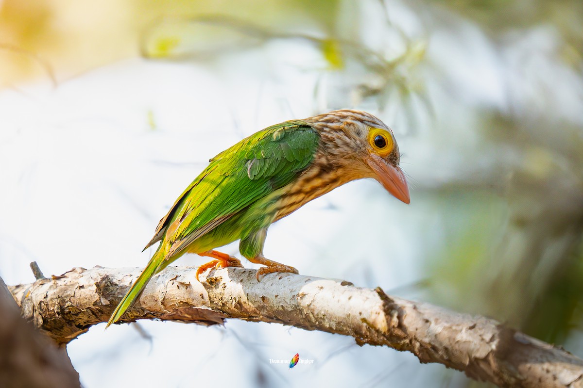 Lineated Barbet - ML640957770