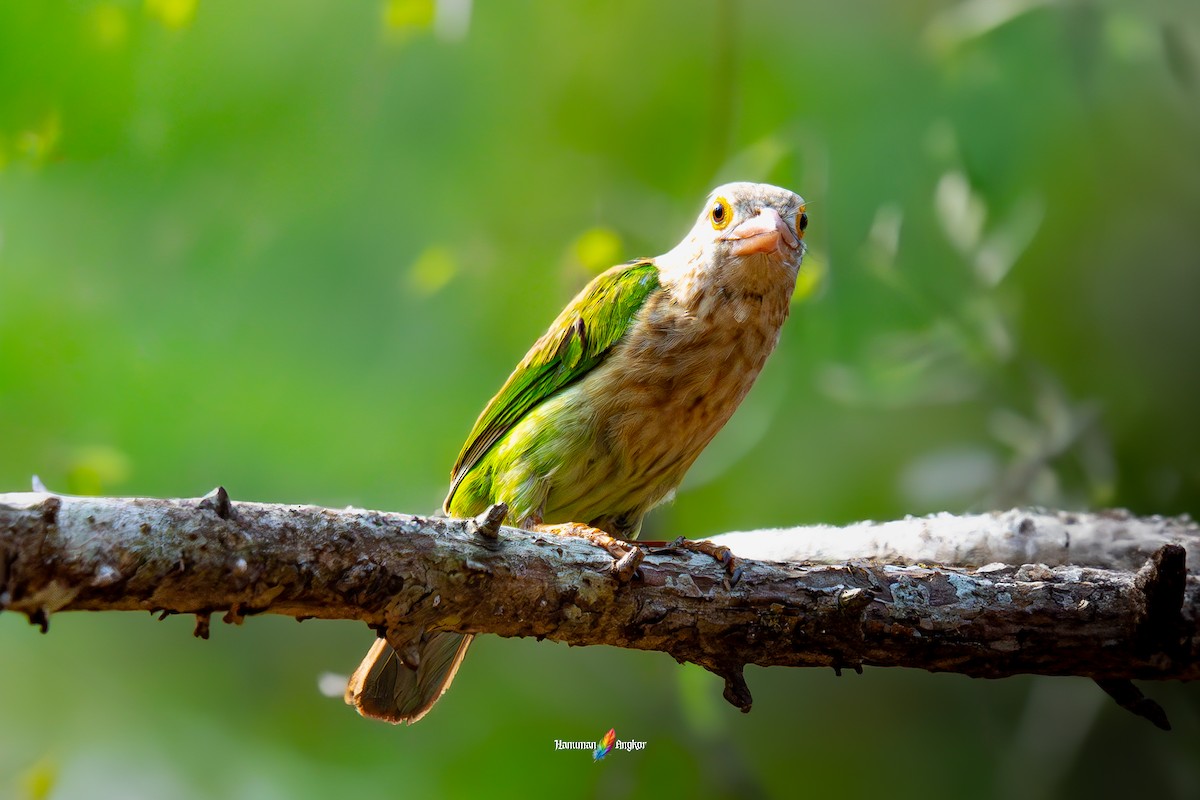 Lineated Barbet - ML640957771