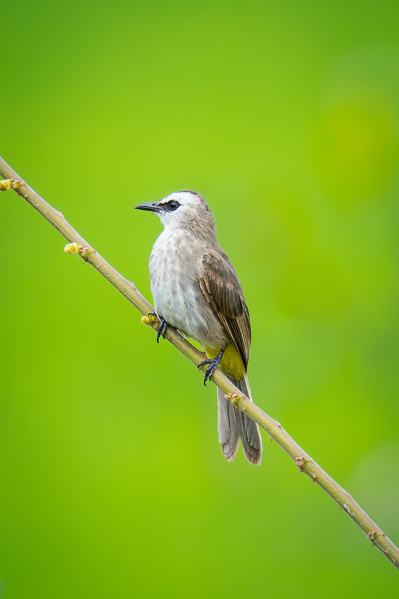 Yellow-vented Bulbul - ML640957852