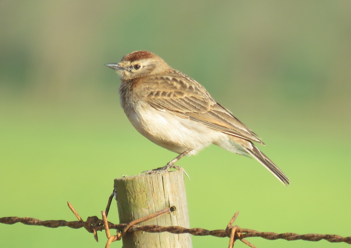 Red-capped Lark - ML640957900