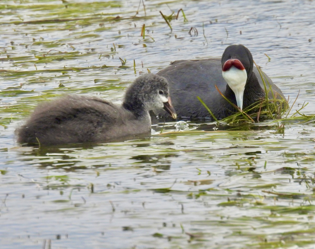 Red-knobbed Coot - ML640957925