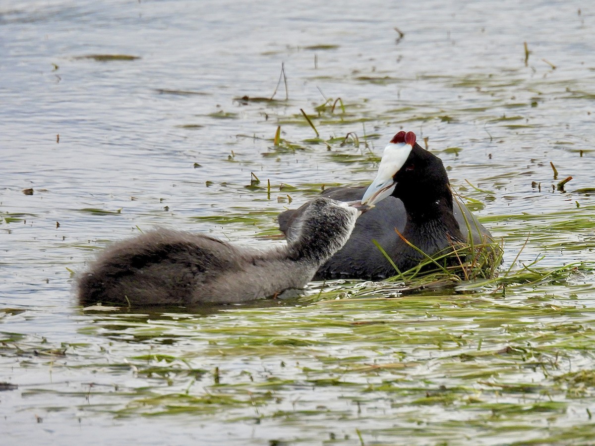 Red-knobbed Coot - ML640957926