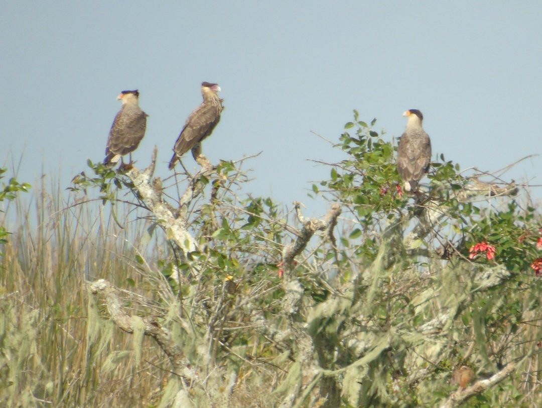 Crested Caracara - ML640957928