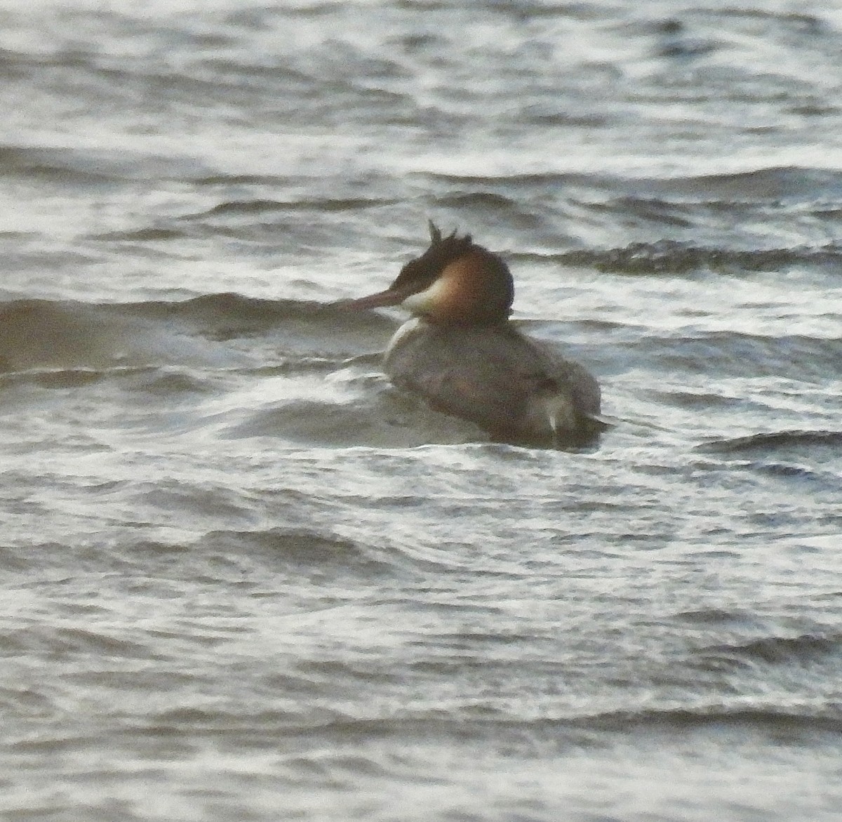 Great Crested Grebe - ML640957936
