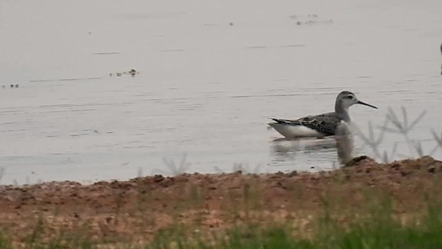 Wilson's Phalarope - ML640957939