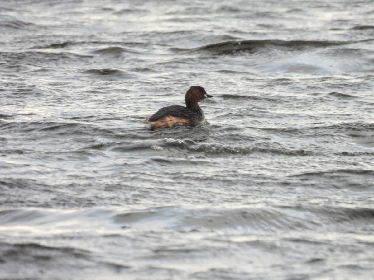 Little Grebe - ML640957959