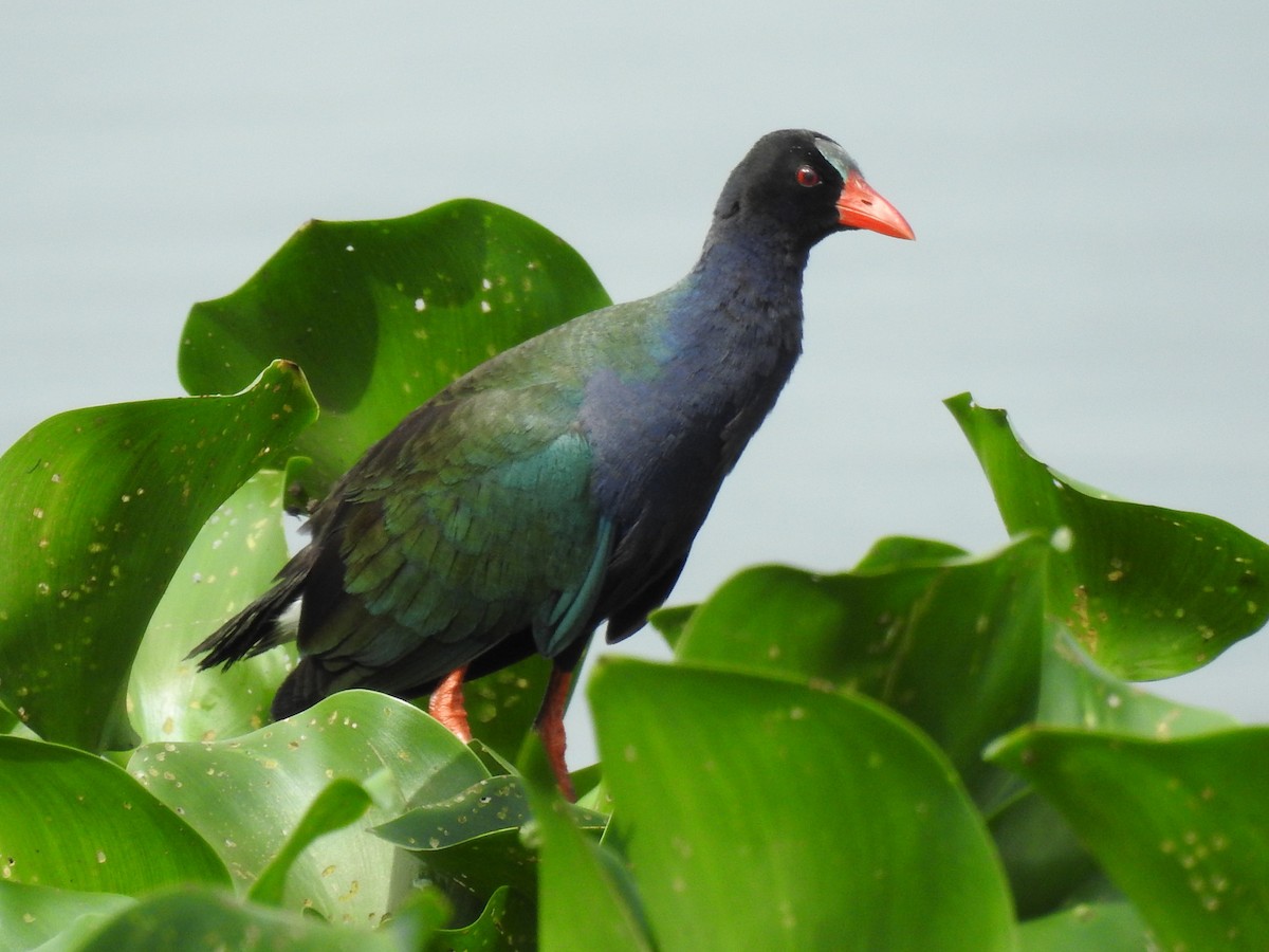 Allen's Gallinule - ML640958028