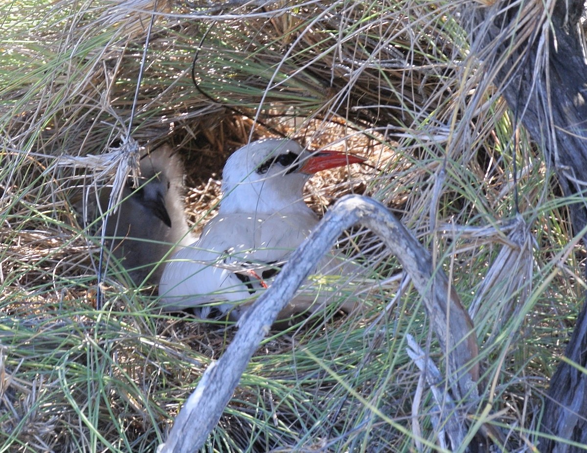 Red-tailed Tropicbird - ML640958071
