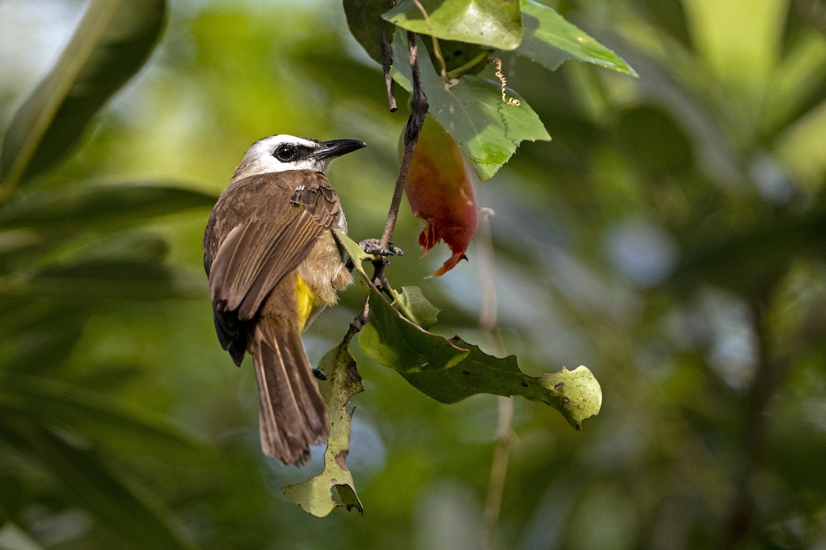 Yellow-vented Bulbul (Sunda) - ML640958076