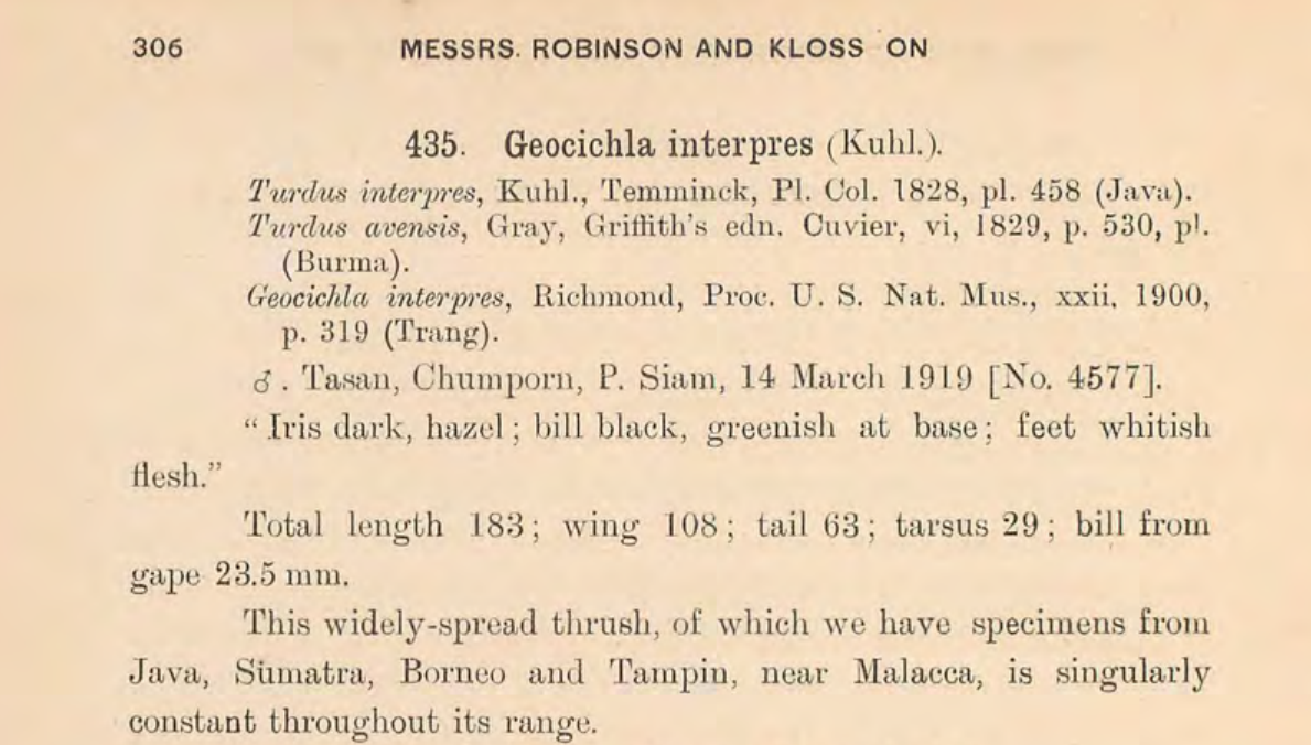 Chestnut-capped Thrush - ML640958093