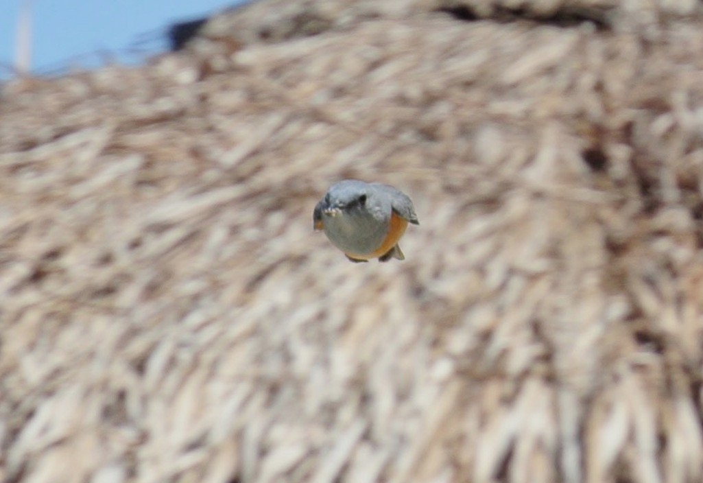 Littoral Rock-Thrush - ML640958103