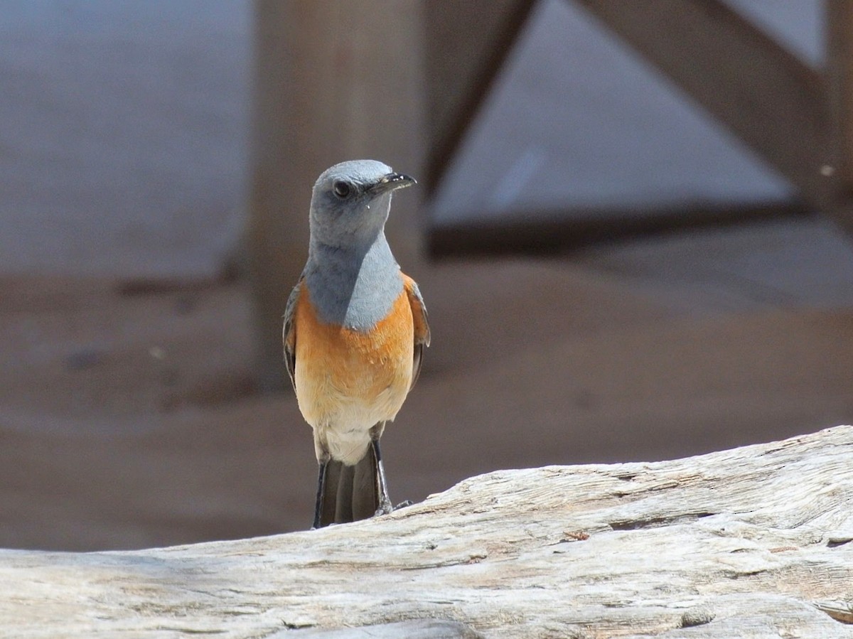 Littoral Rock-Thrush - ML640958104