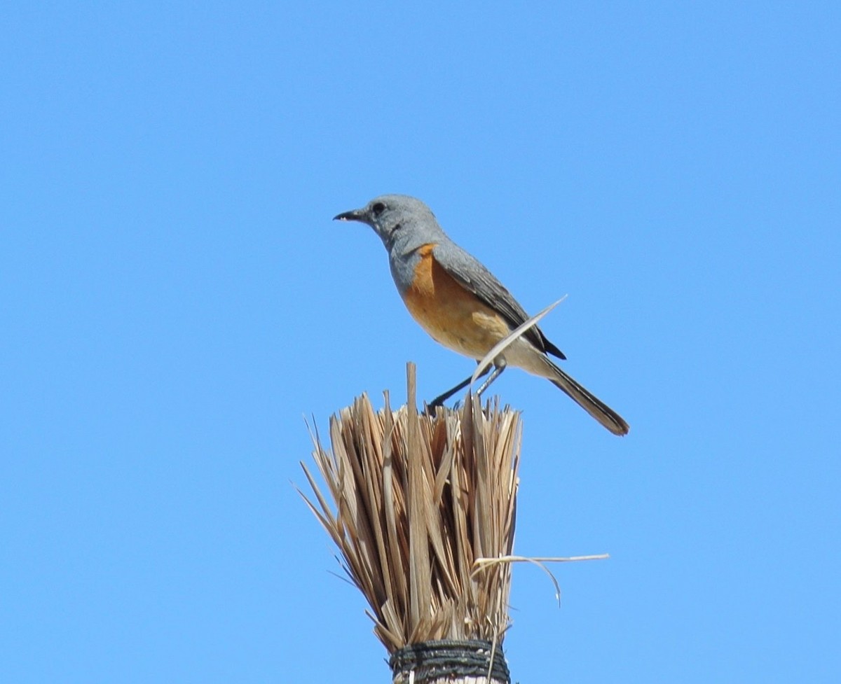 Littoral Rock-Thrush - ML640958105