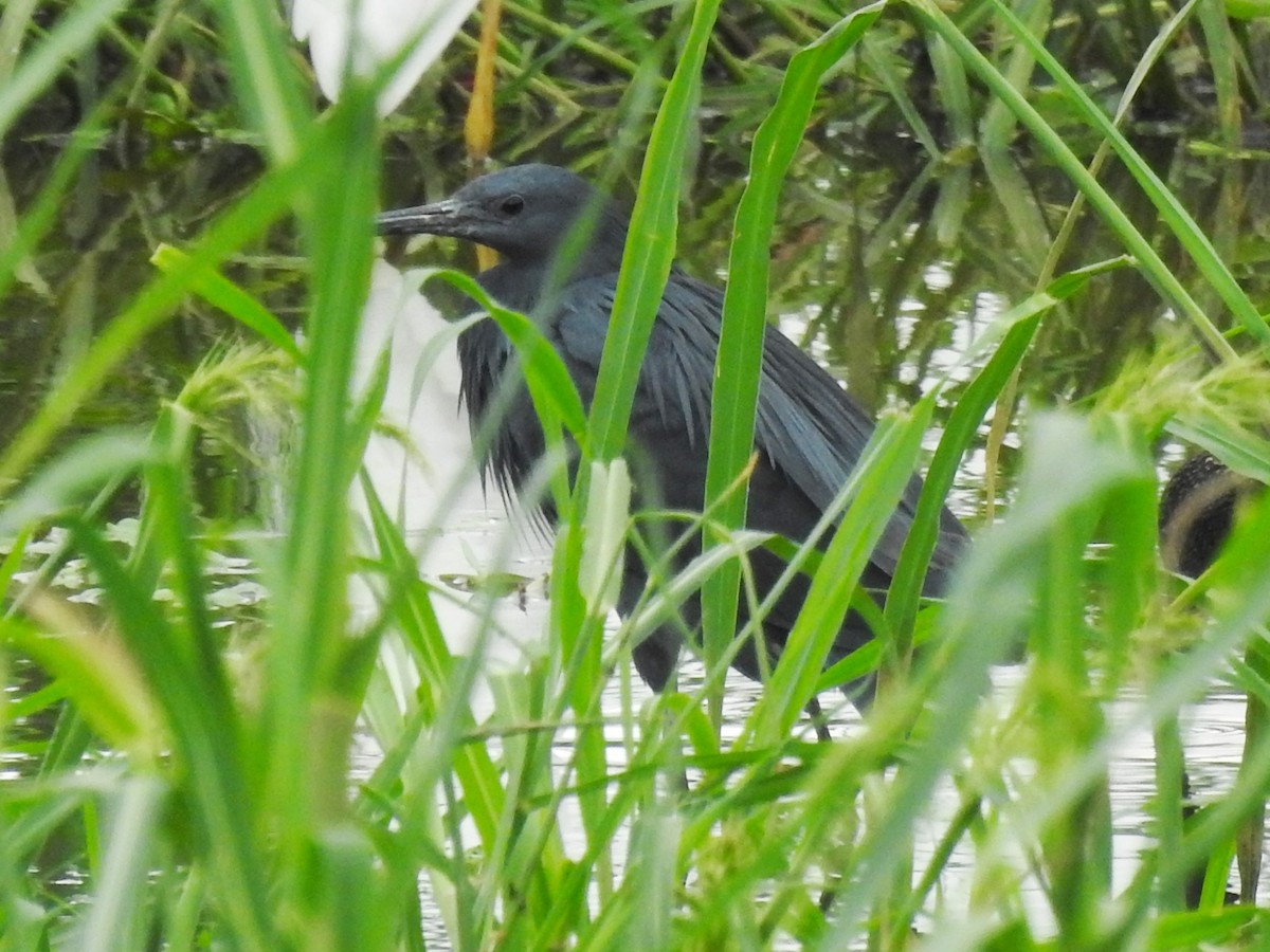 Black Heron - ML640958122