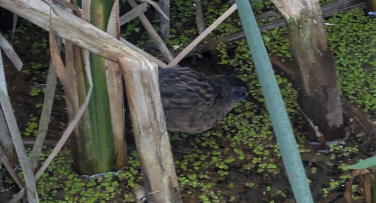 Virginia Rail - ML640958152
