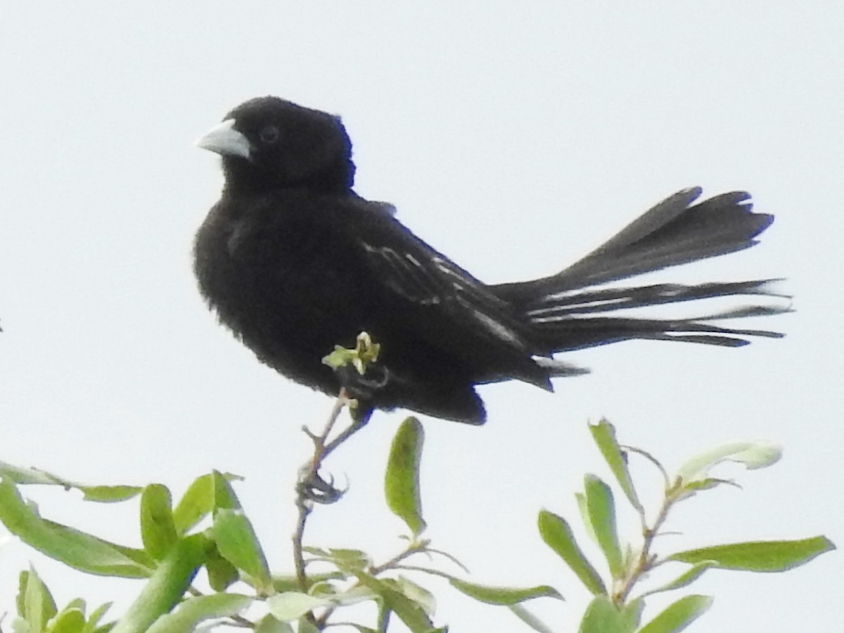 ハジロホウオウ - ML640958153