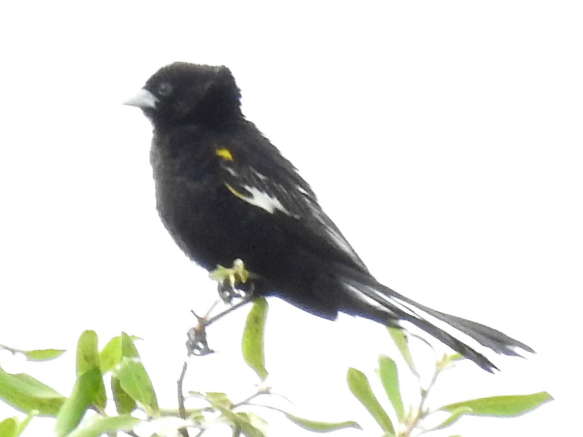 ハジロホウオウ - ML640958155