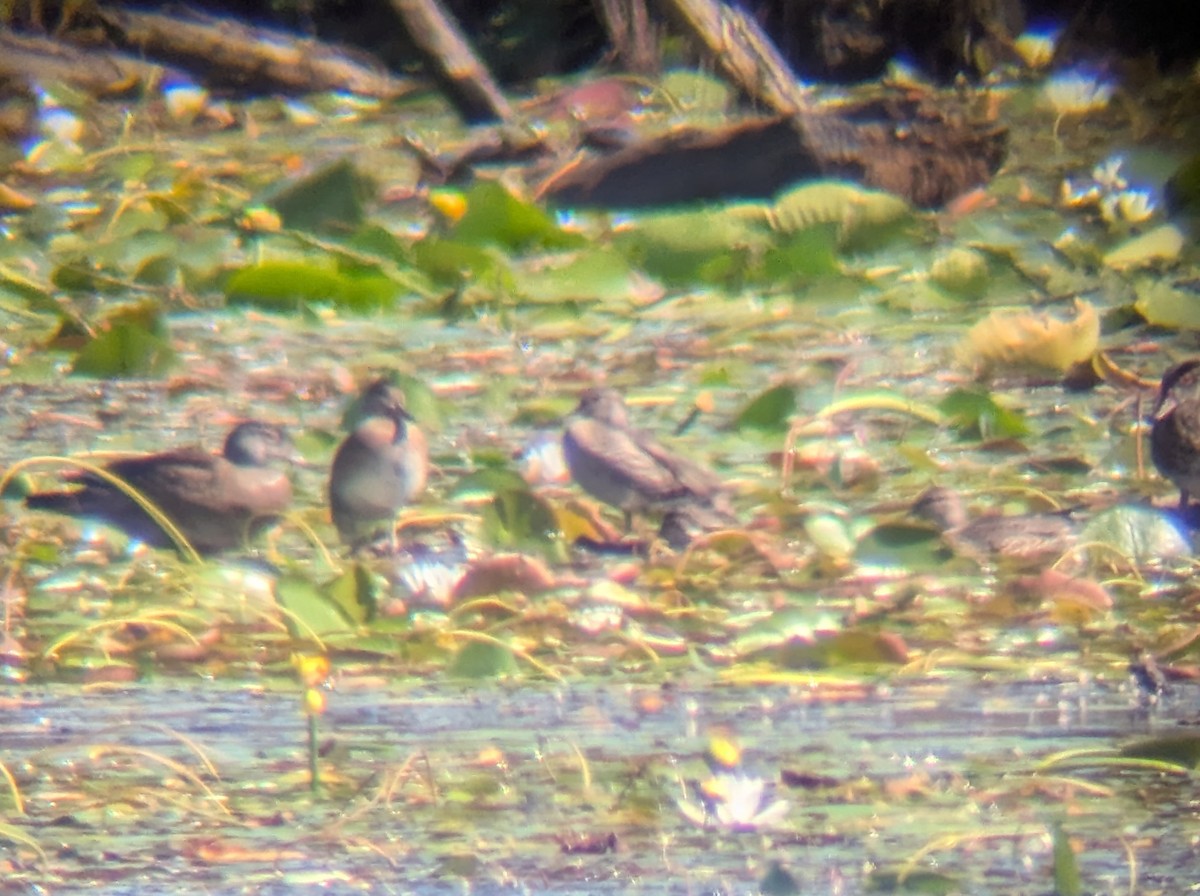 Wood Duck - ML640958196